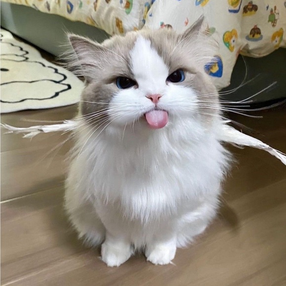 oldgrumpycow